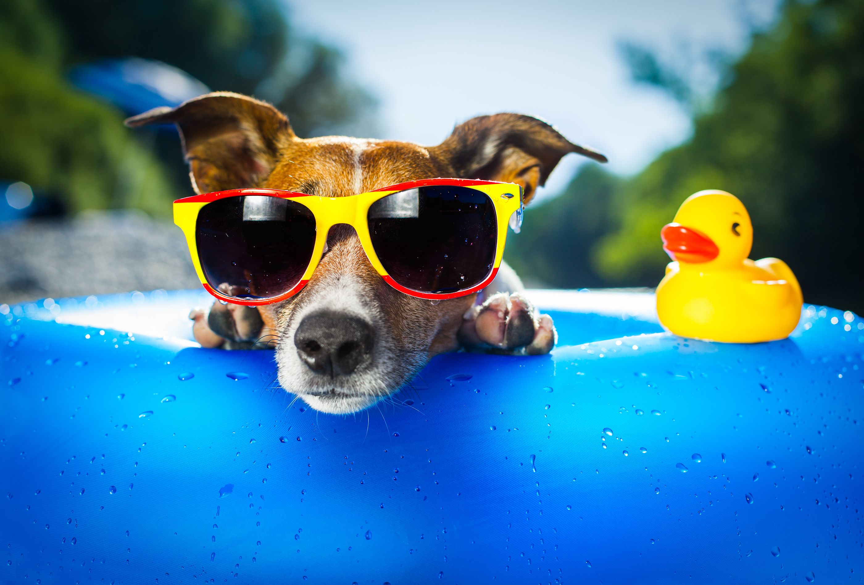 Cute Dog Summer Wallpaper