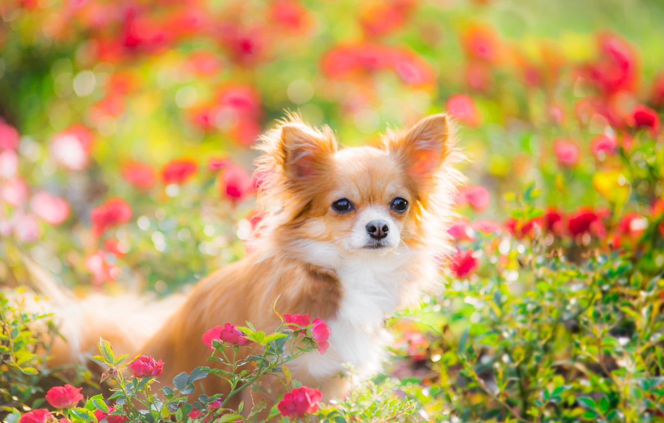 Wallpaper summer, look, each, dog image for desktop, section собаки