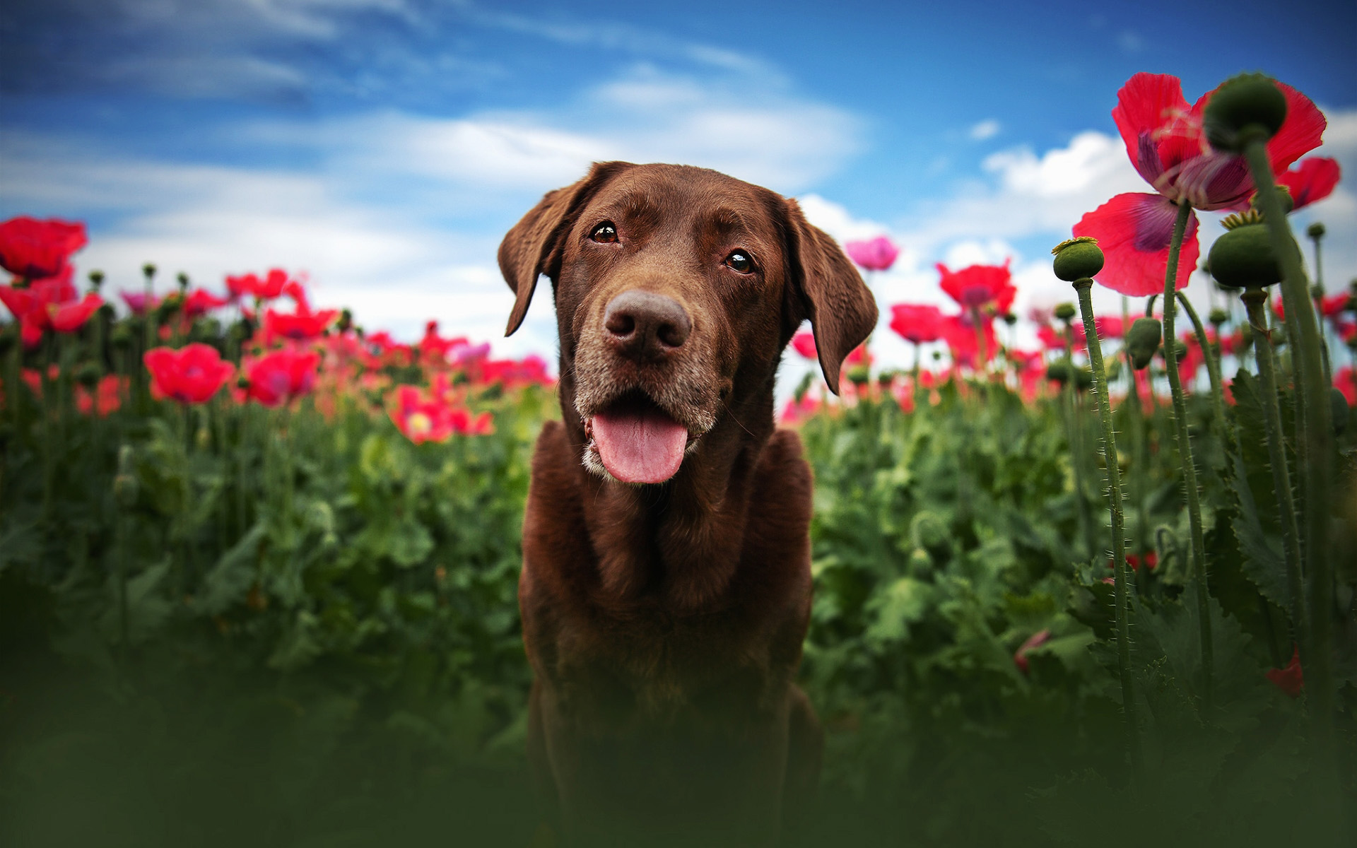 Download wallpaper Chesapeake Bay Retriever, summer, dogs, brown dog, flowers, bokeh, pets, cute animals, Chesapeake Bay Retriever Dog for desktop with resolution 1920x1200. High Quality HD picture wallpaper