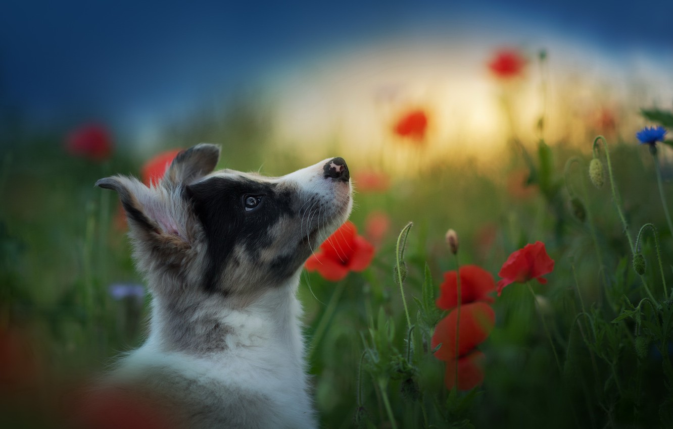 Wallpaper summer, each, dog image for desktop, section собаки