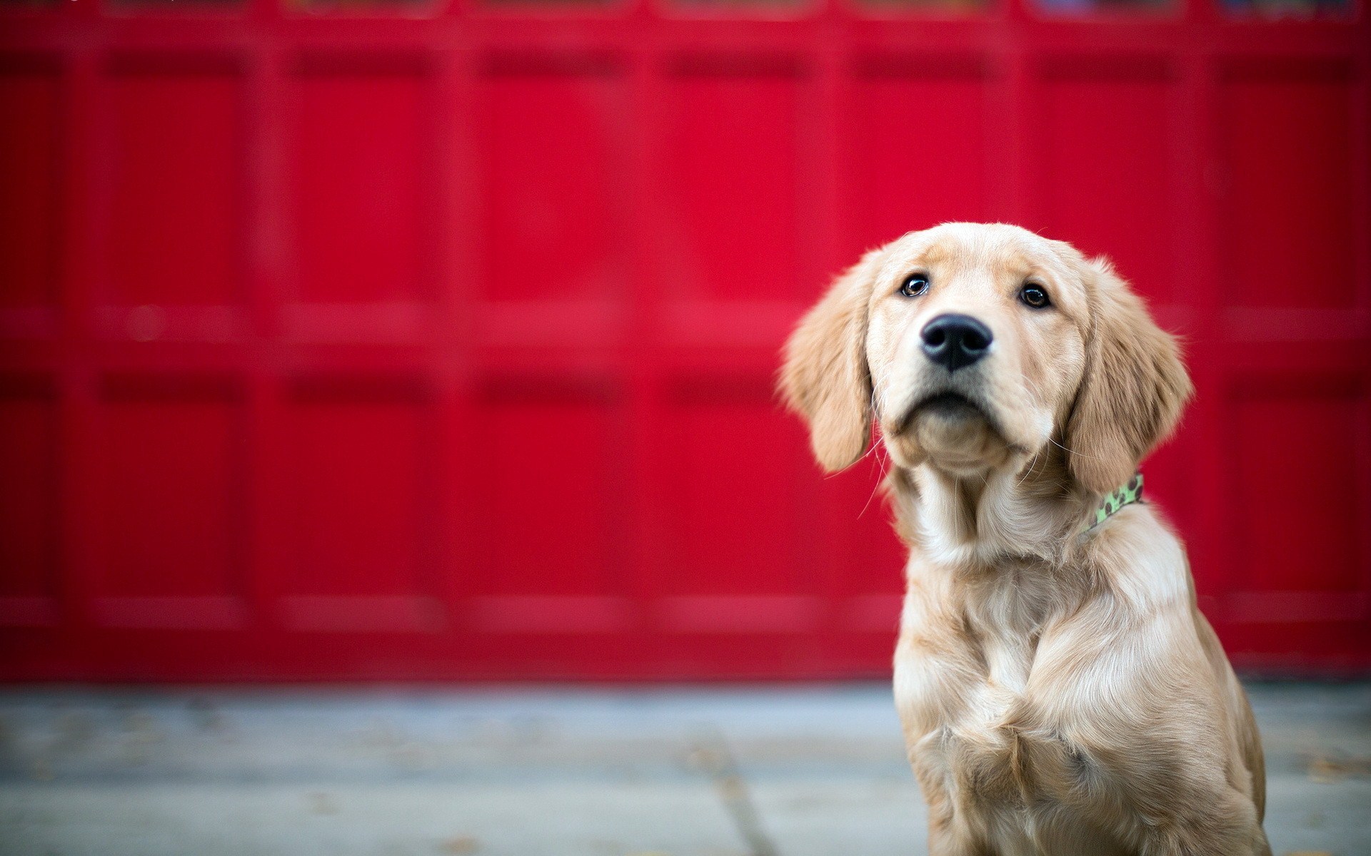 Must Know Tips To Keep Your Pets Cool Over Summer