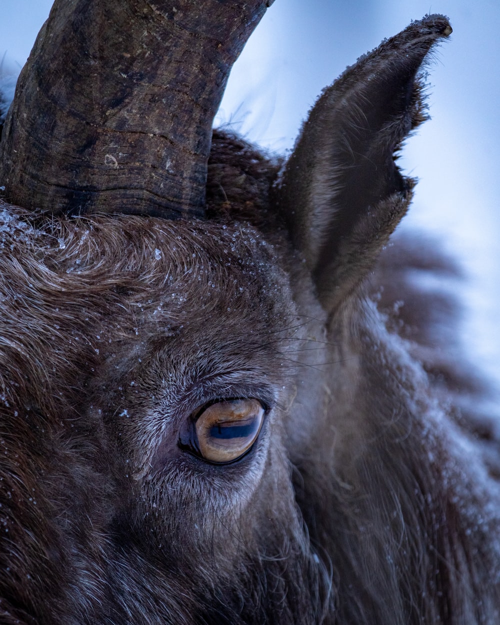 Markhor Logo Wallpapers - Wallpaper Cave