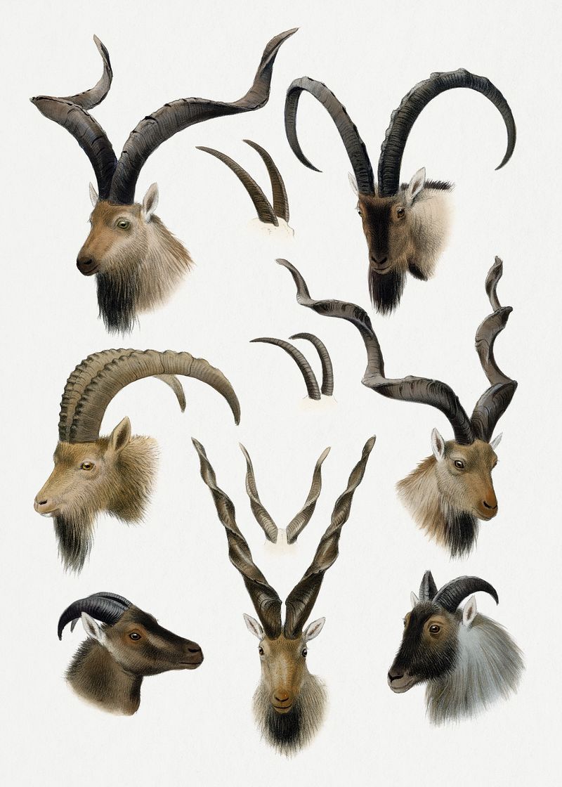 Markhor Logo Wallpapers - Wallpaper Cave