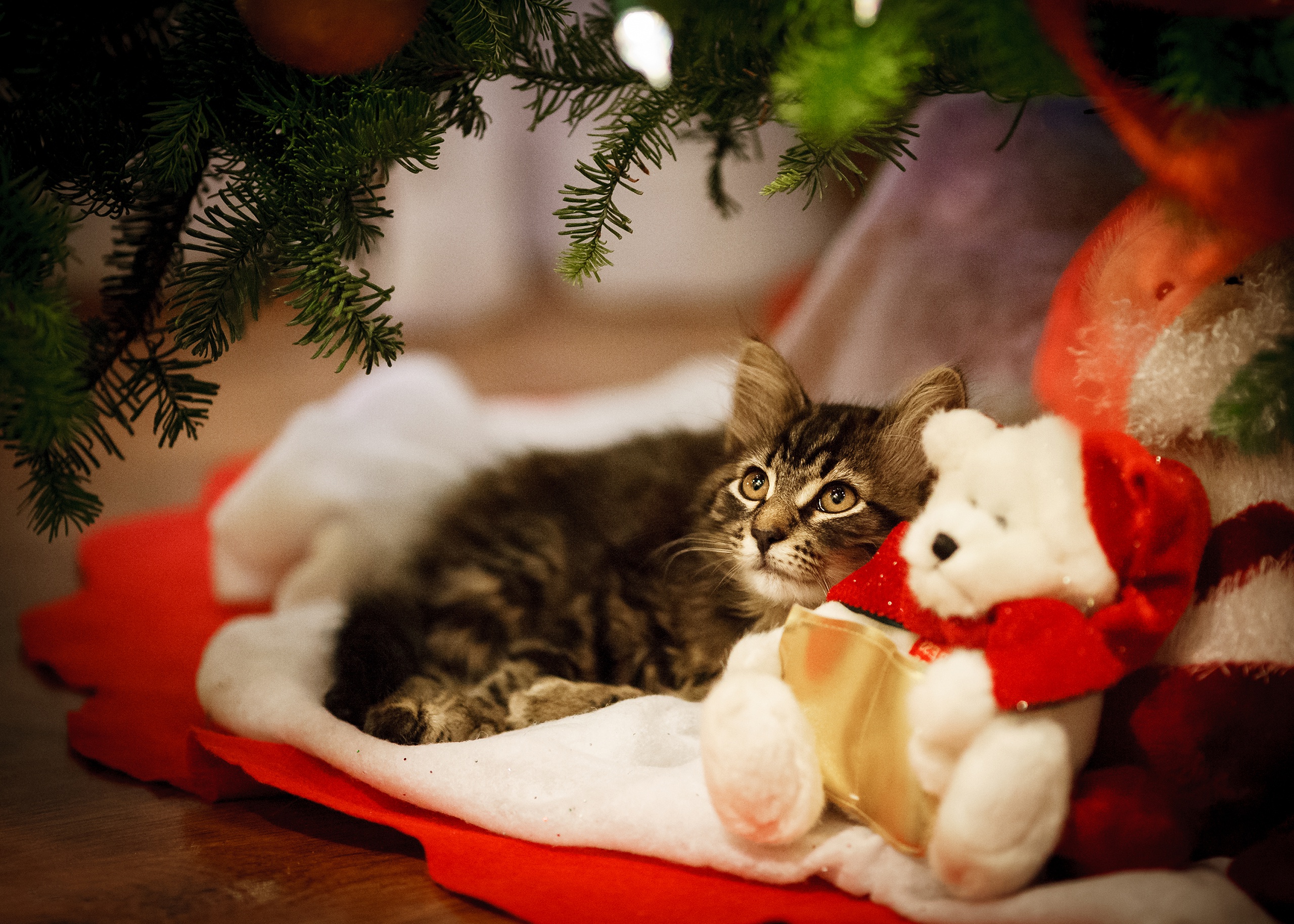 Kitty Snuggled Under the Christmas Tree with His Teddy Waiting for Santa