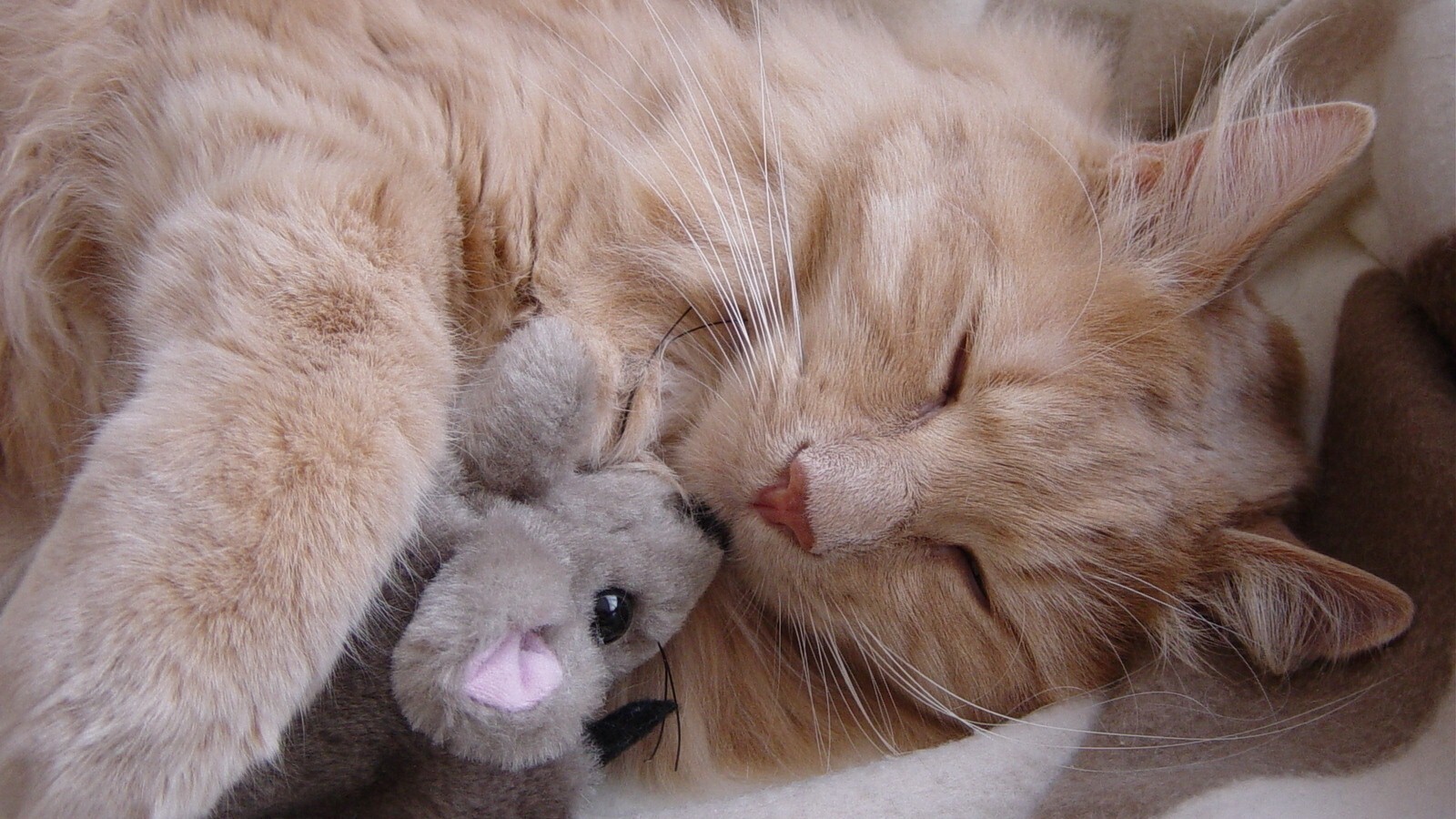 Teddy Bear Cat Wallpapers - Wallpaper Cave