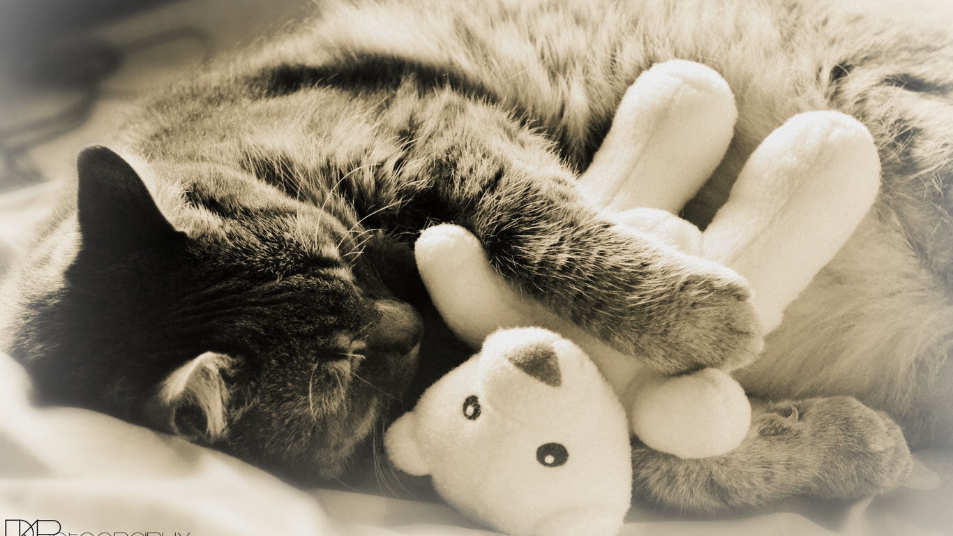 Animated Cat Wallpaper