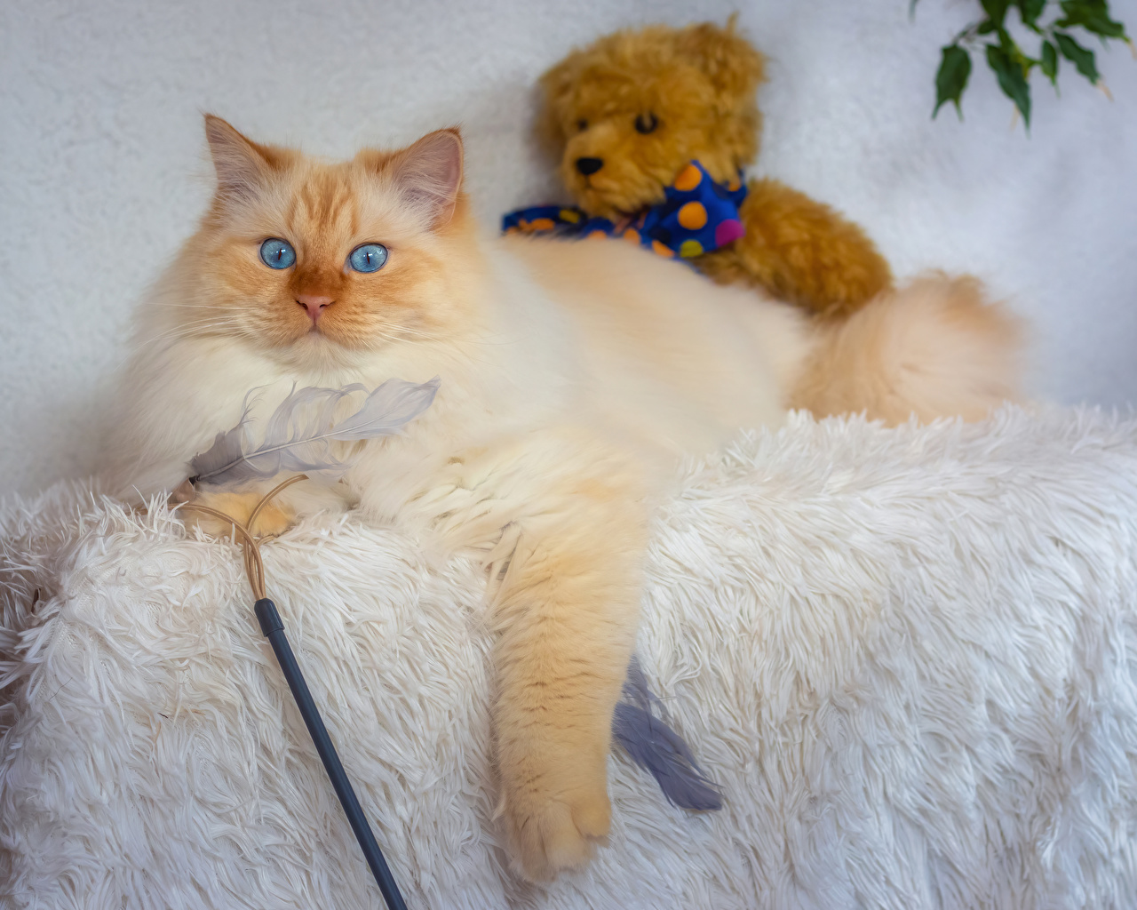 Image cat Teddy bear Animals