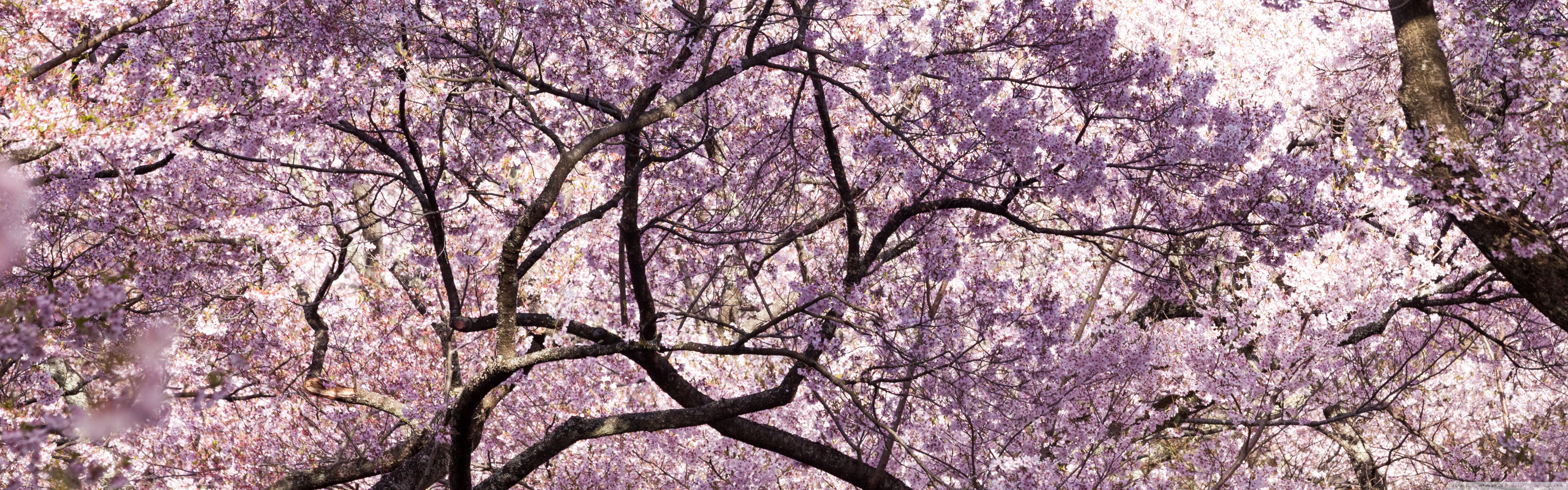 Pink Cherry Blossom Tree Japan Ultra HD Desktop Background Wallpaper for 4K UHD TV, Widescreen & UltraWide Desktop & Laptop, Multi Display, Dual & Triple Monitor, Tablet