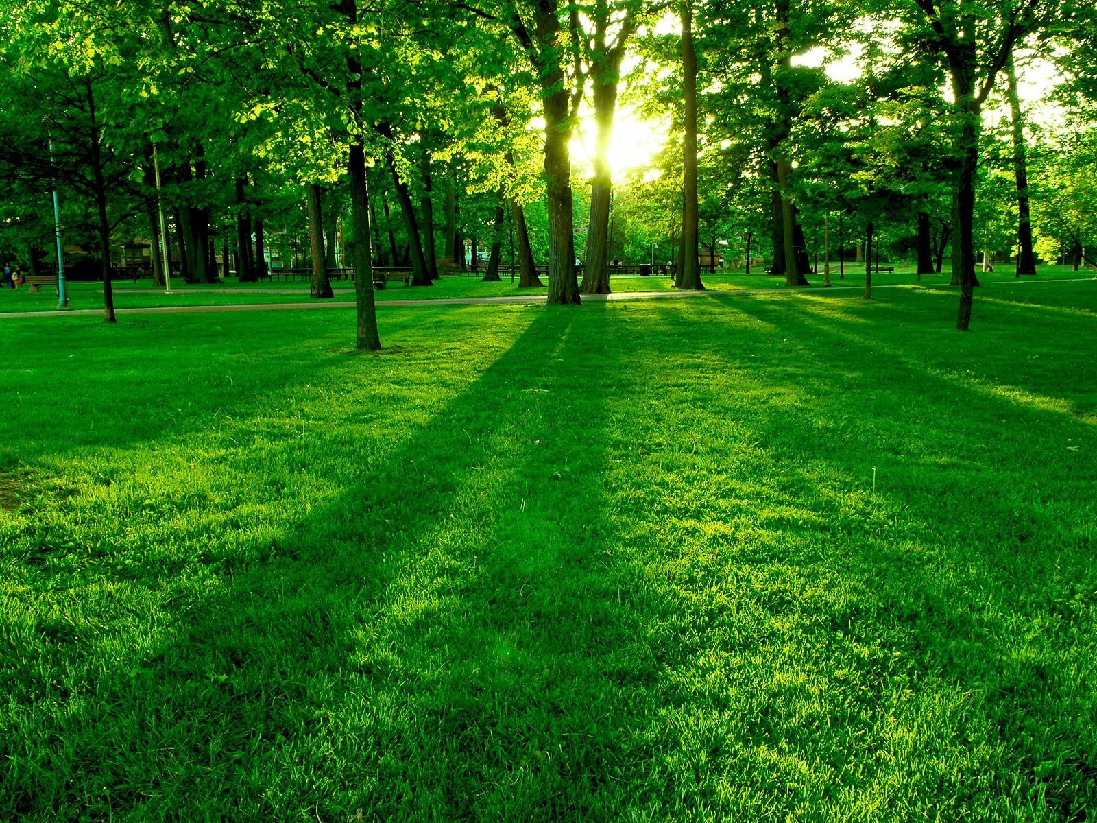 Green Nature Wallpaper Free Green Nature Background