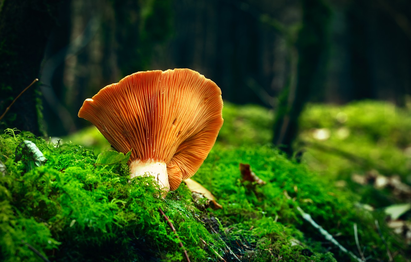 Wallpaper autumn, forest, nature, mushroom, moss, Fox, bokeh image for desktop, section природа