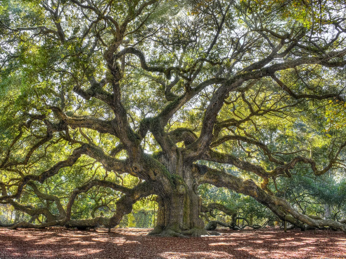 Dendrophobia Wallpapers - Wallpaper Cave