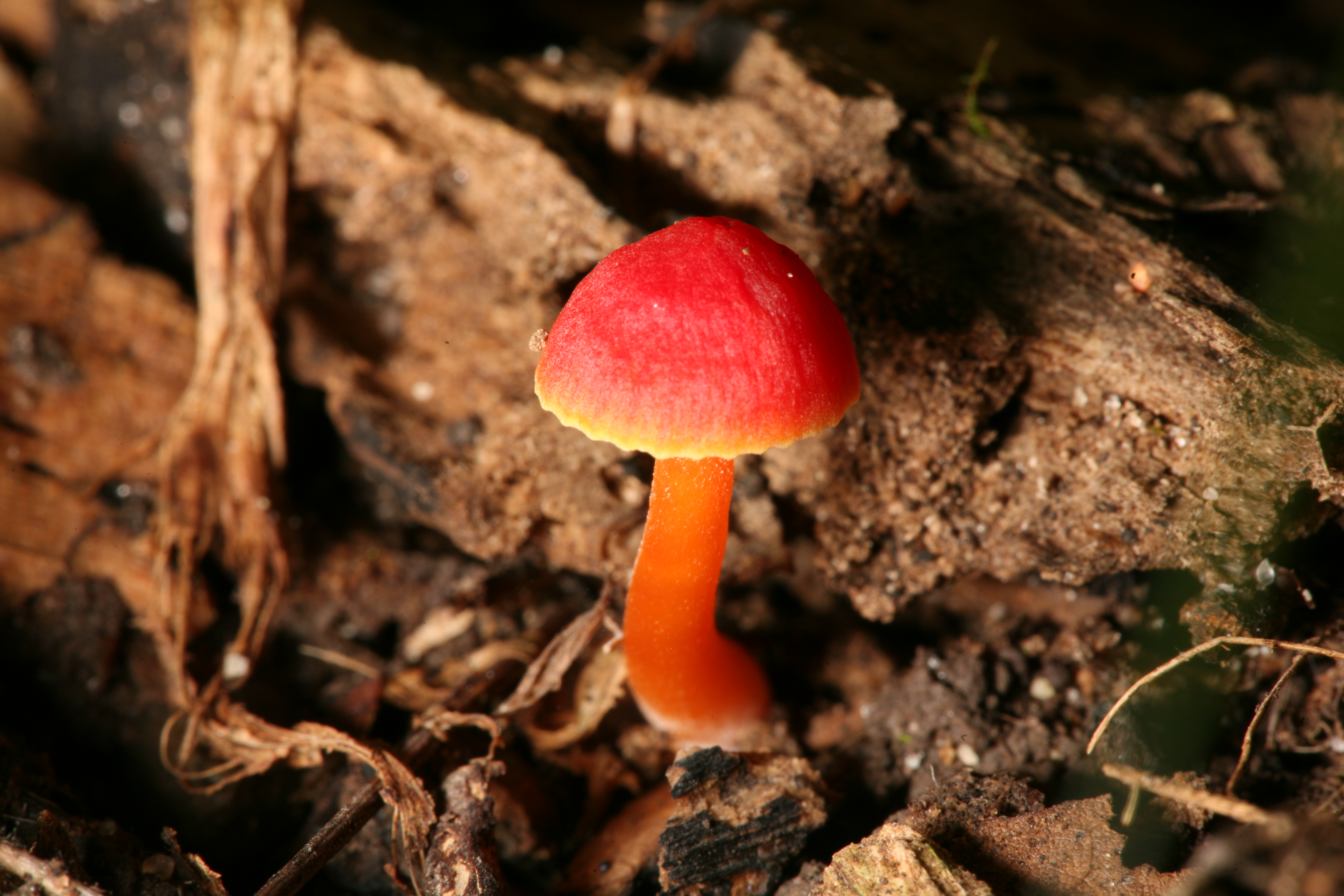 Hygrocybe conica Fox Ridge