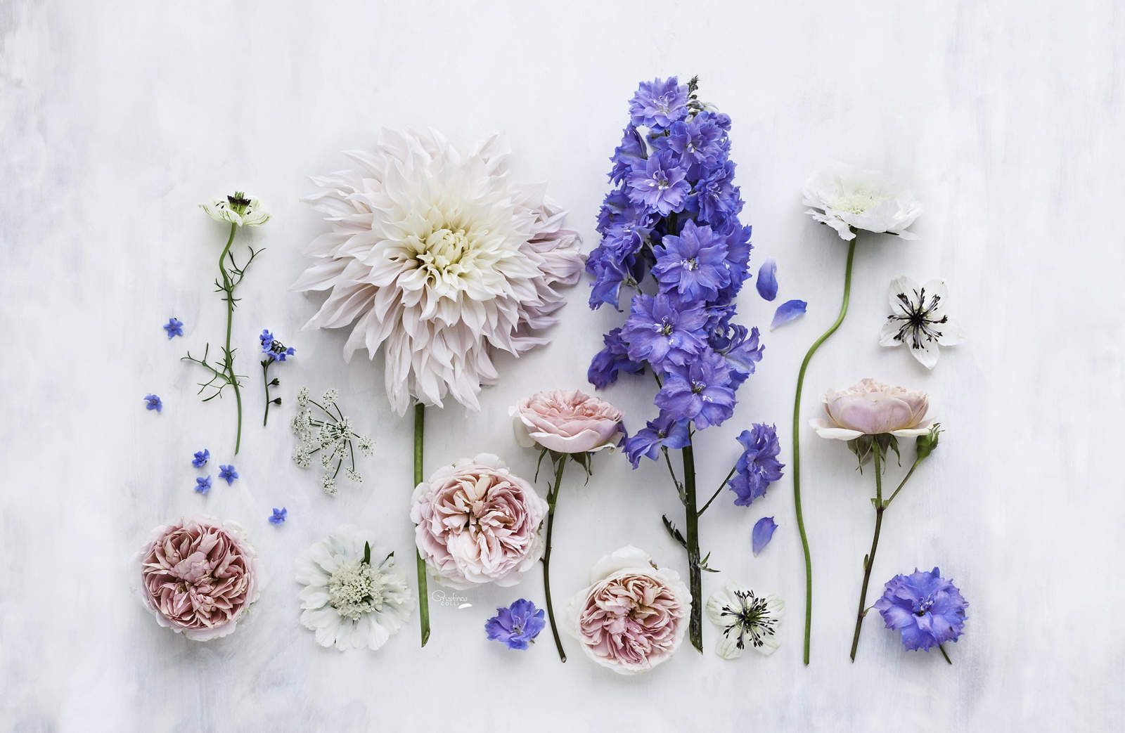 Dress your tech with free Summer Flowers Phone and Desktop Wallpaper from Cristina Colli. Flower desktop wallpaper, Wallpaper flowers, Desktop wallpaper summer