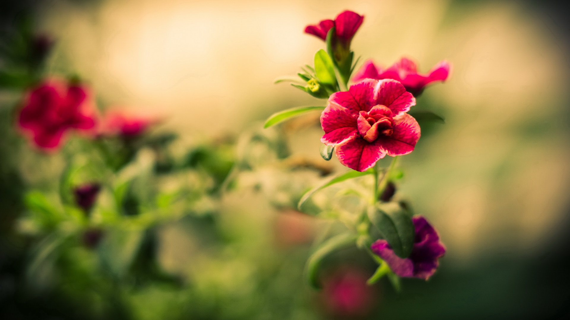Summer Flowers Wallpaper 29977 1920x1080px