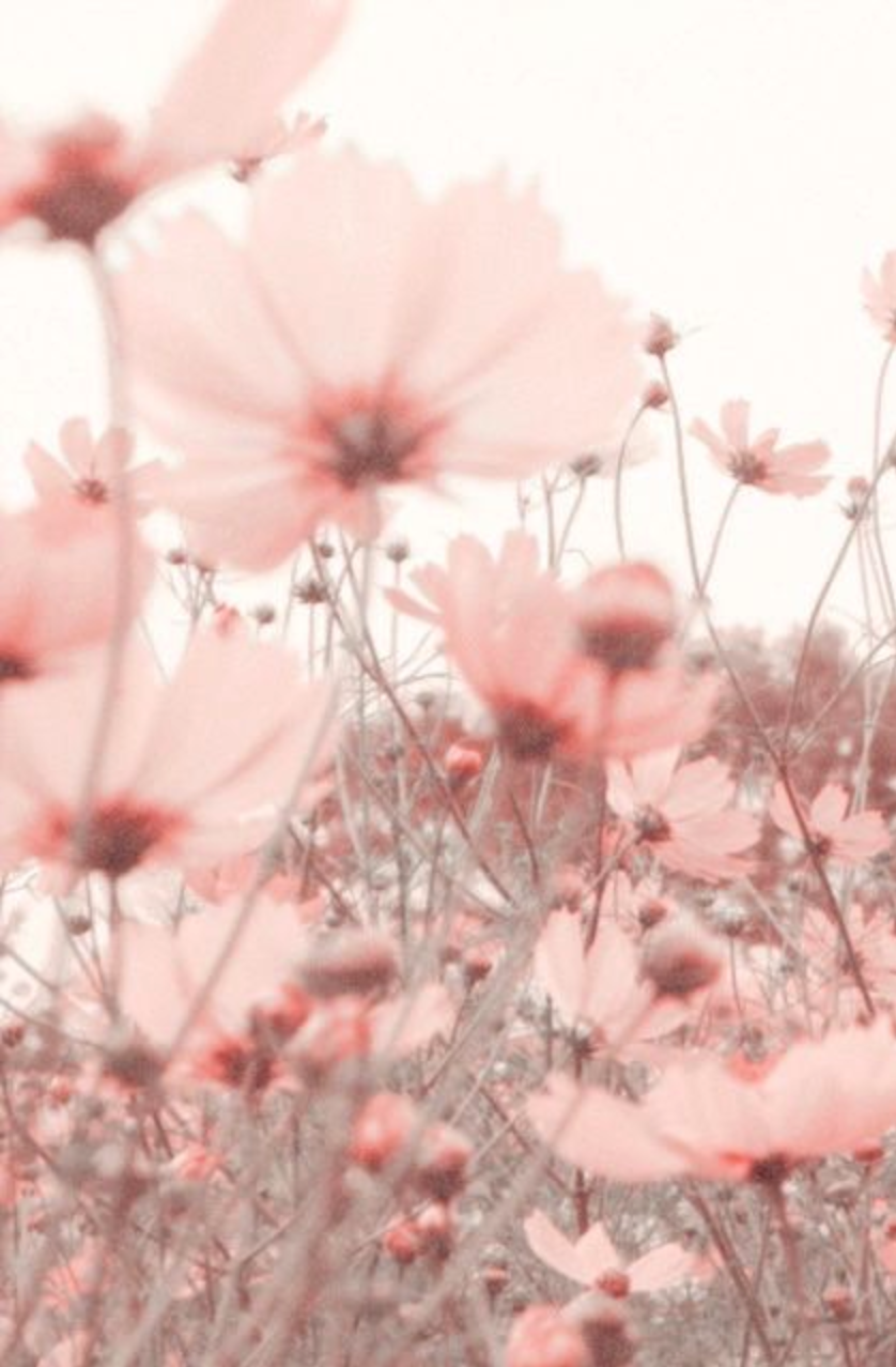 summer flower meadow in pink. Flowers photography, Pastel pink aesthetic, Flower wallpaper