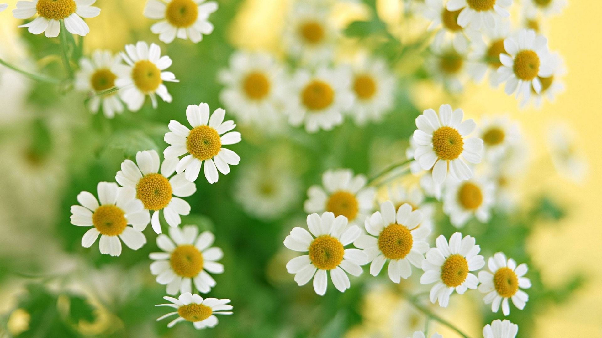 Download Wallpaper 1920x1080 Chamomile, Flowers, Summer, Flower, Petals, Close Up Full Hd, Hdtv, Fhd, 1080p HD Background