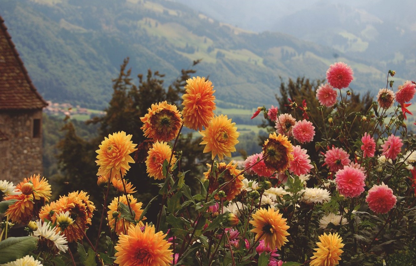 Wallpaper summer, flowers, mountains, orange, yellow, pink image for desktop, section цветы