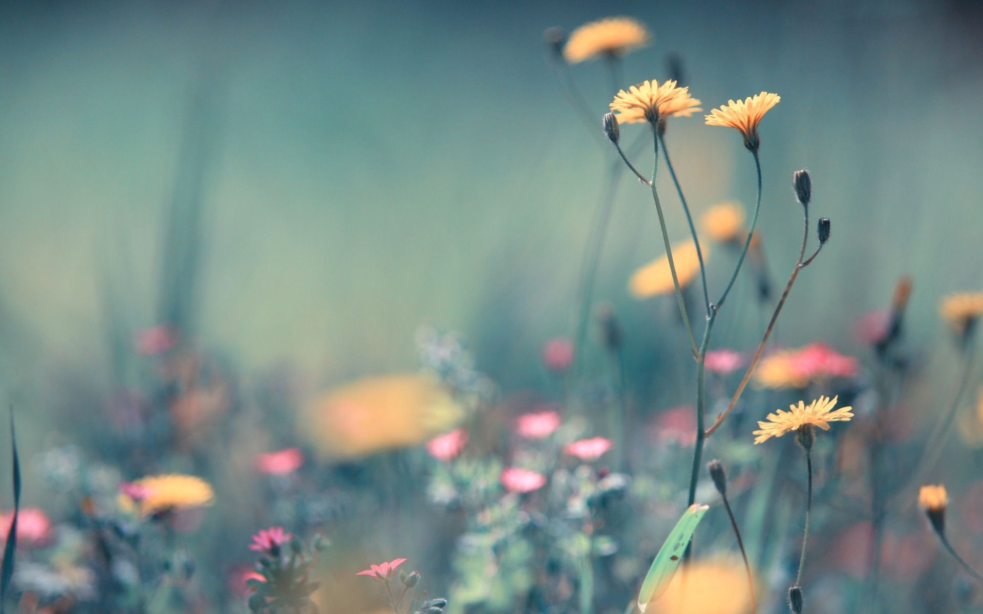 Wild Flowers Desktop Wallpaper
