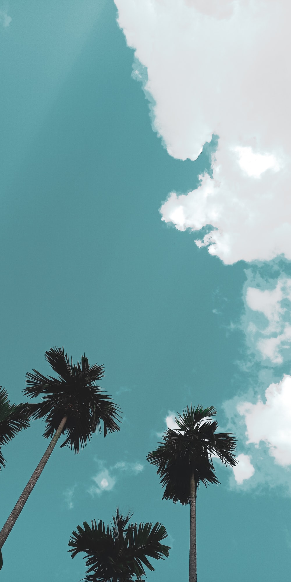 green trees under blue sky photo