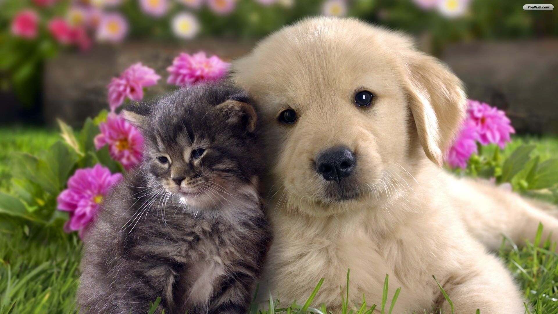 Baby Cats and Dogs Wallpaper Free Baby Cats and Dogs Background
