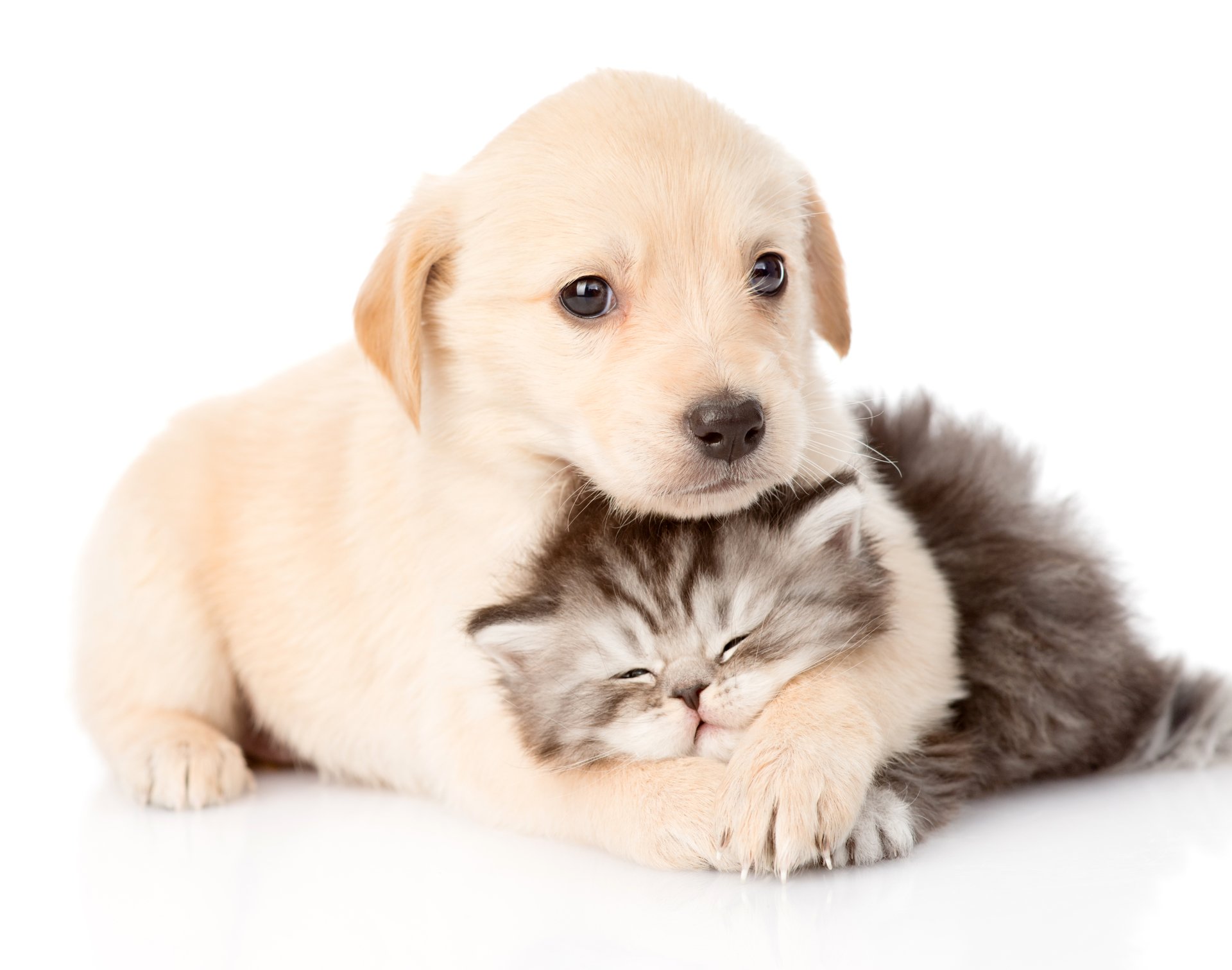 4K Cat & Dog Wallpaper and Background Image