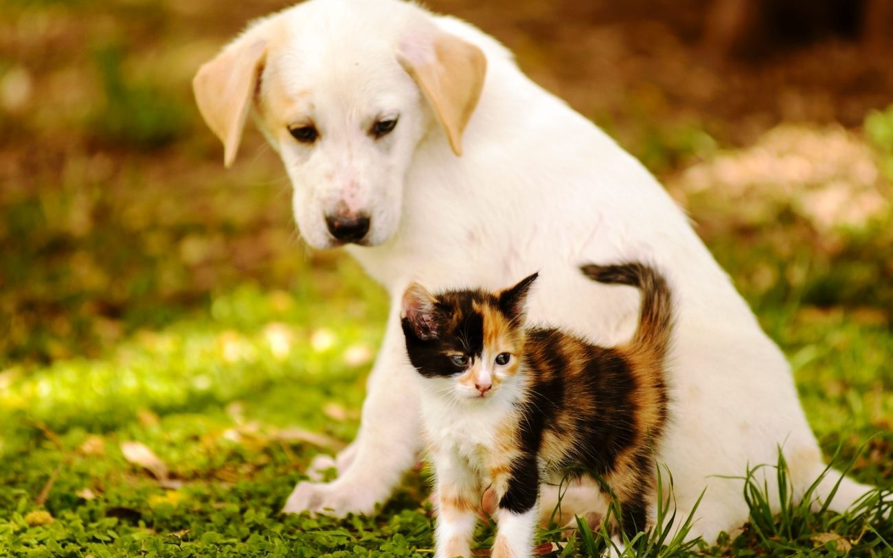 Beautiful Cats And Dogs