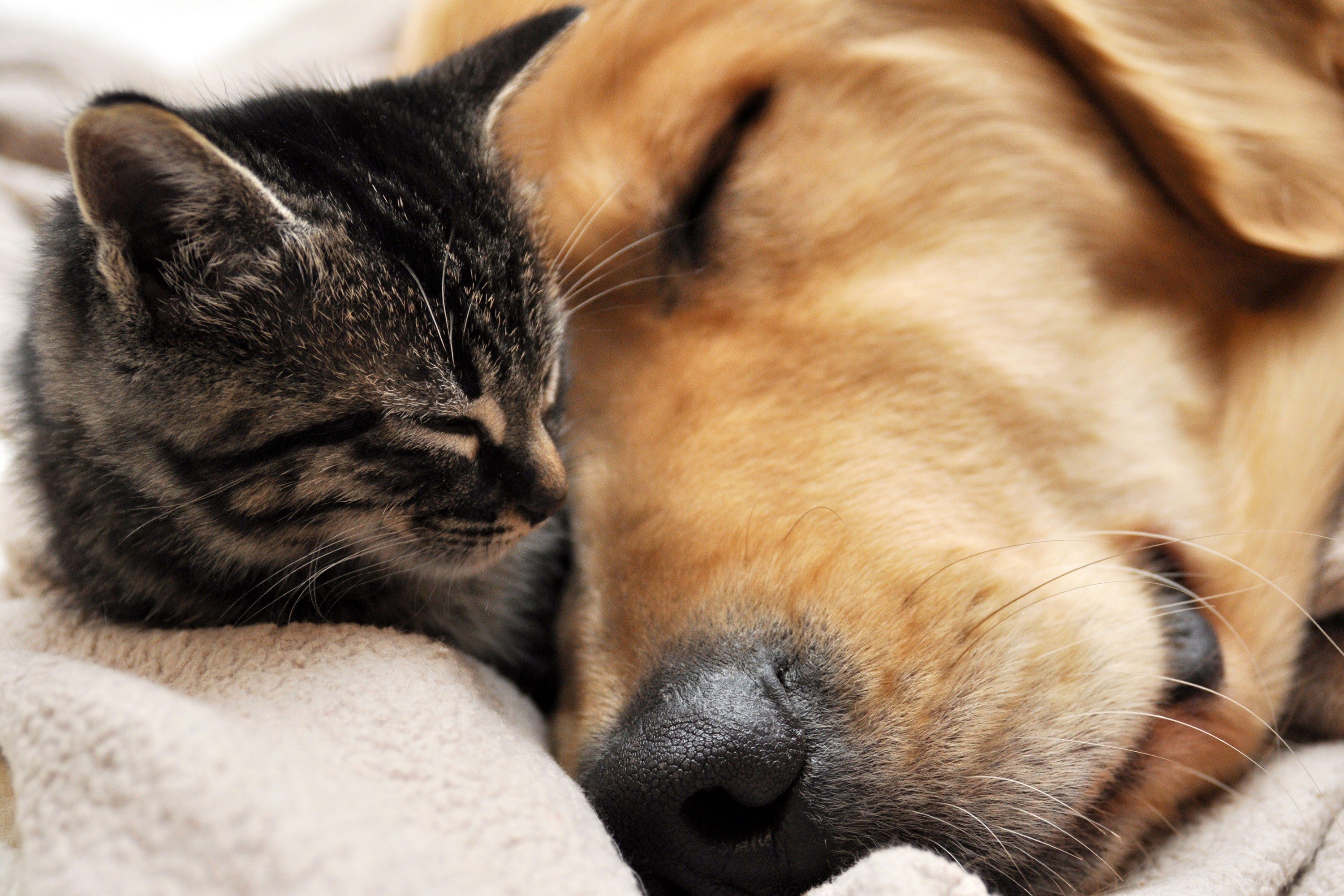 Cat & Dog HD Wallpaper and Background