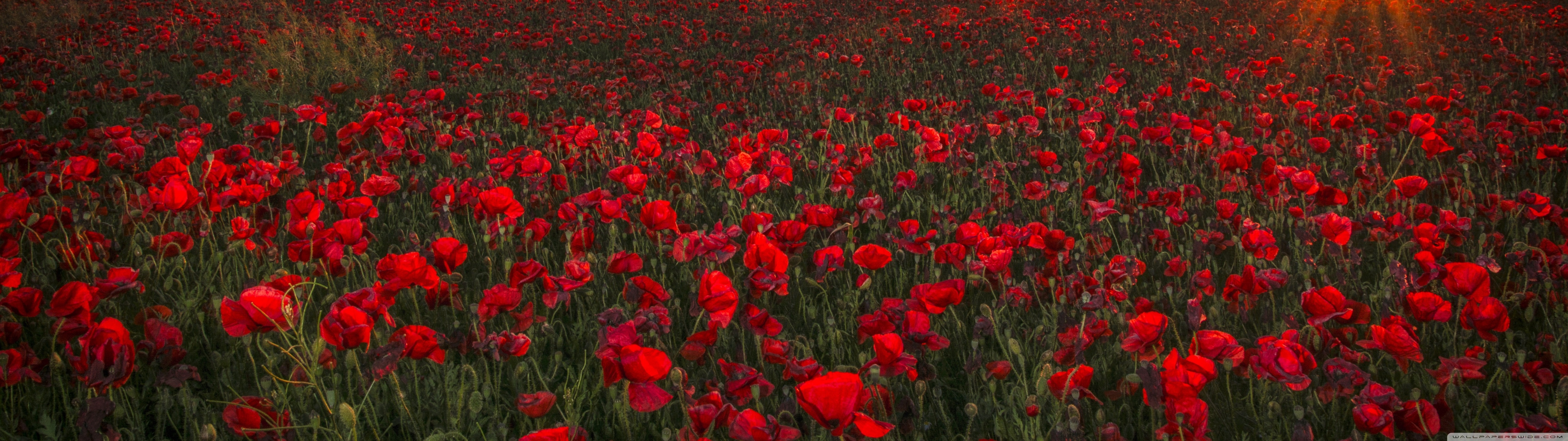 Beautiful Spring Landscapes Of The World Ultra HD Desktop Background Wallpaper for 4K UHD TV, Widescreen & UltraWide Desktop & Laptop, Multi Display, Dual Monitor, Tablet