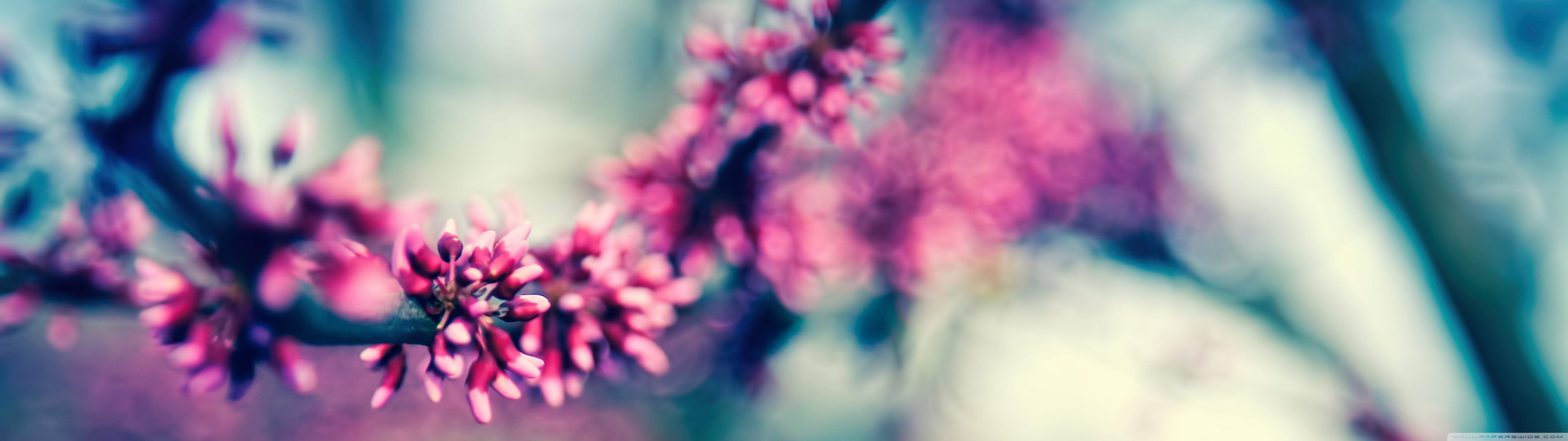 Beautiful Spring Colours Ultra HD Desktop Background Wallpaper for: Multi Display, Dual Monitor, Tablet