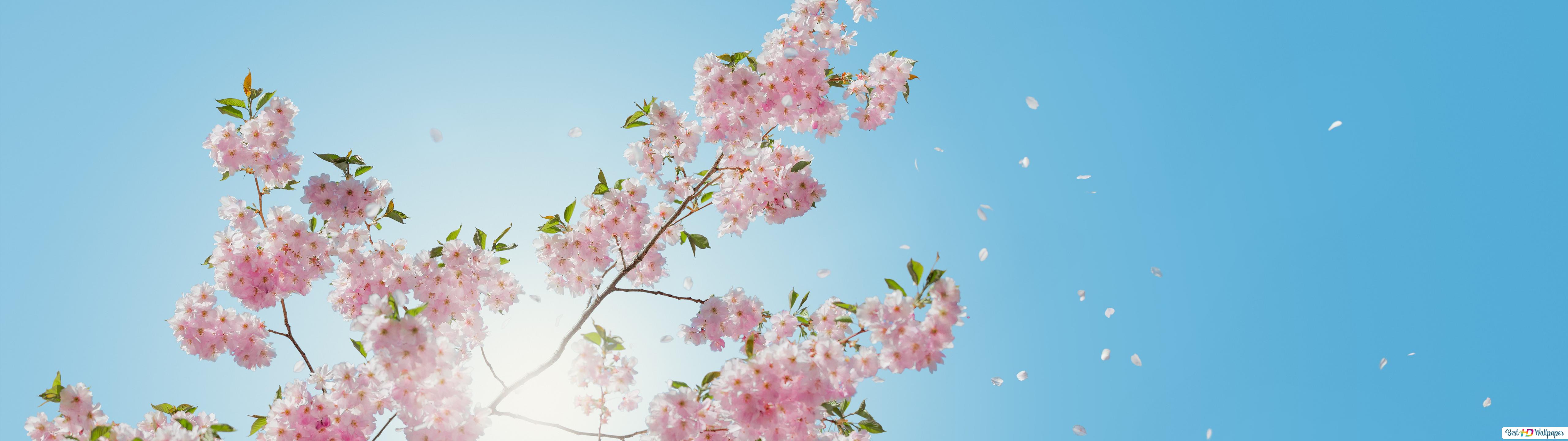 Spring Blossoms HD wallpaper download