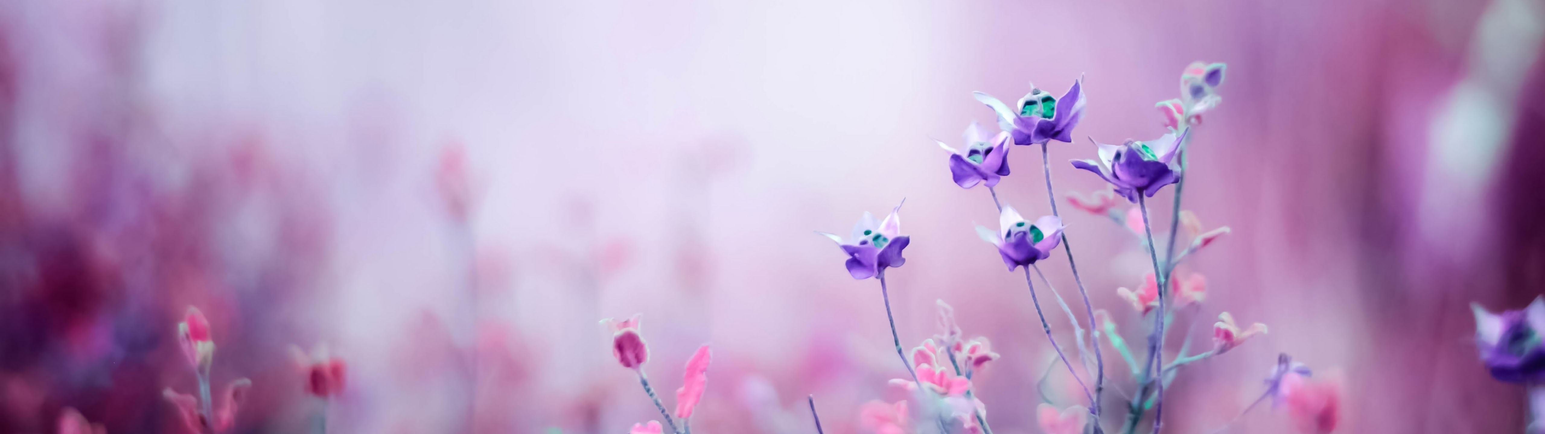 Purple Flower 4K Wallpaper
