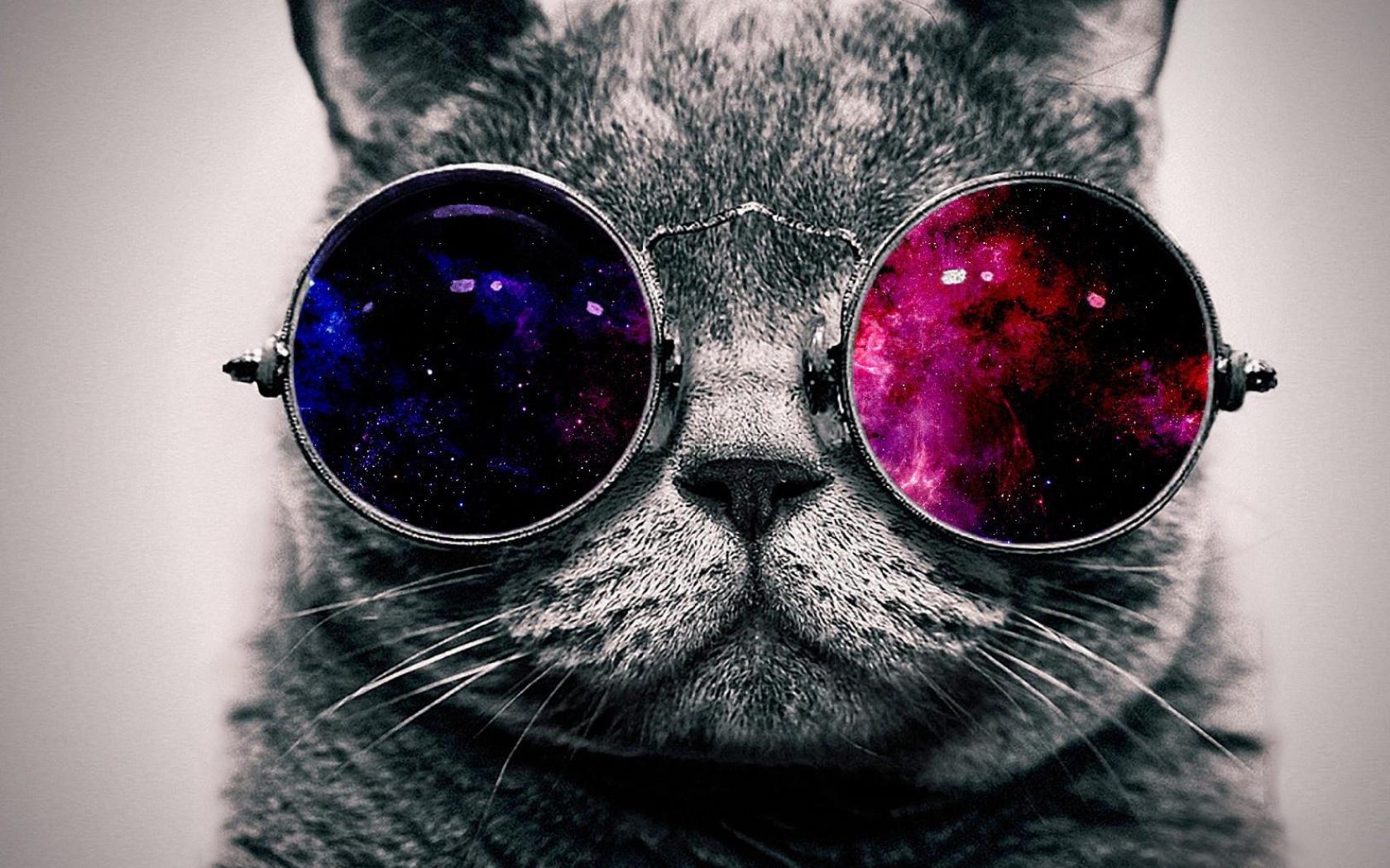 Cool Cat With Glasses Wallpaper