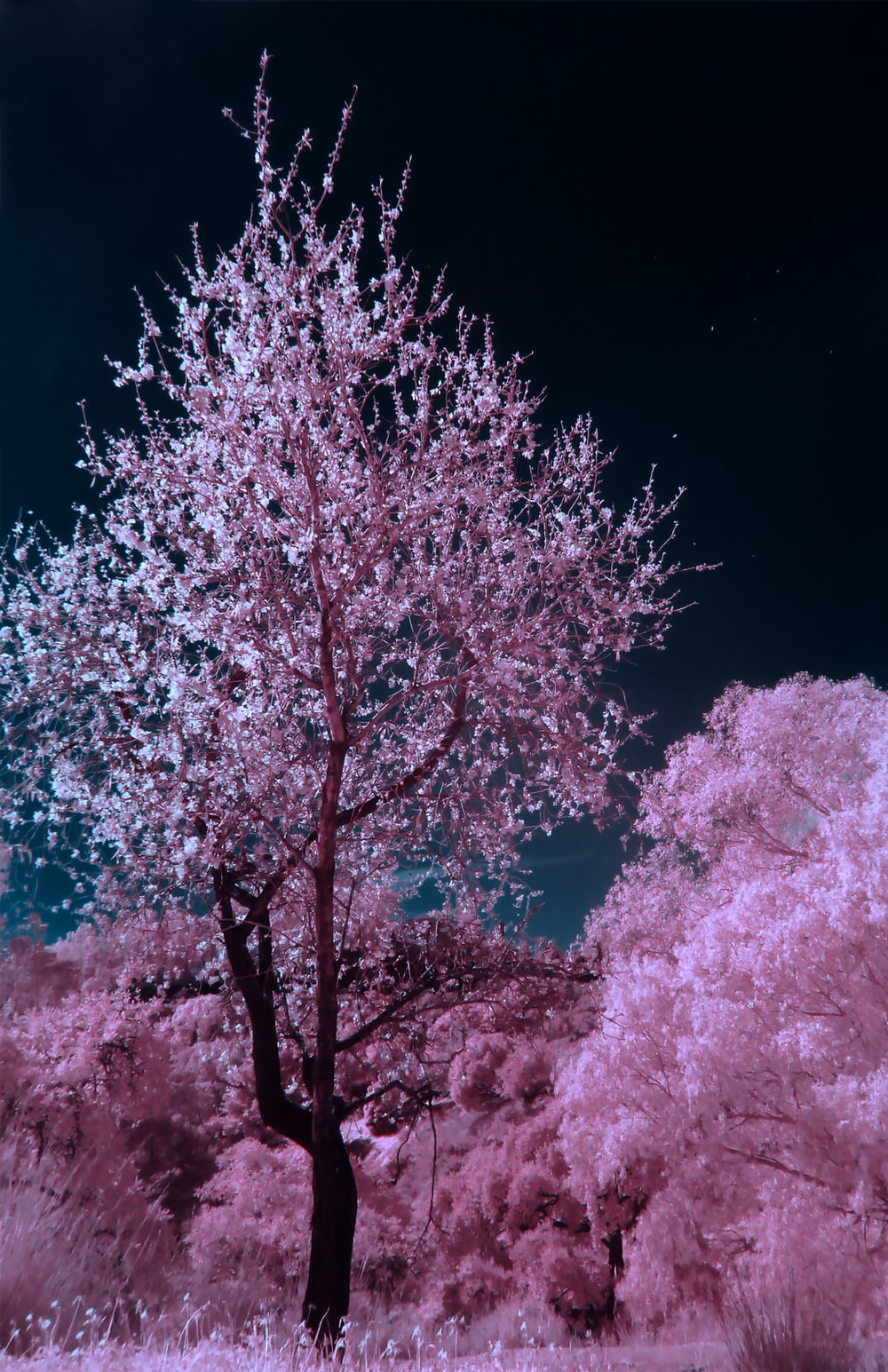 pink and brown cherry blossom tree during nighttime photo