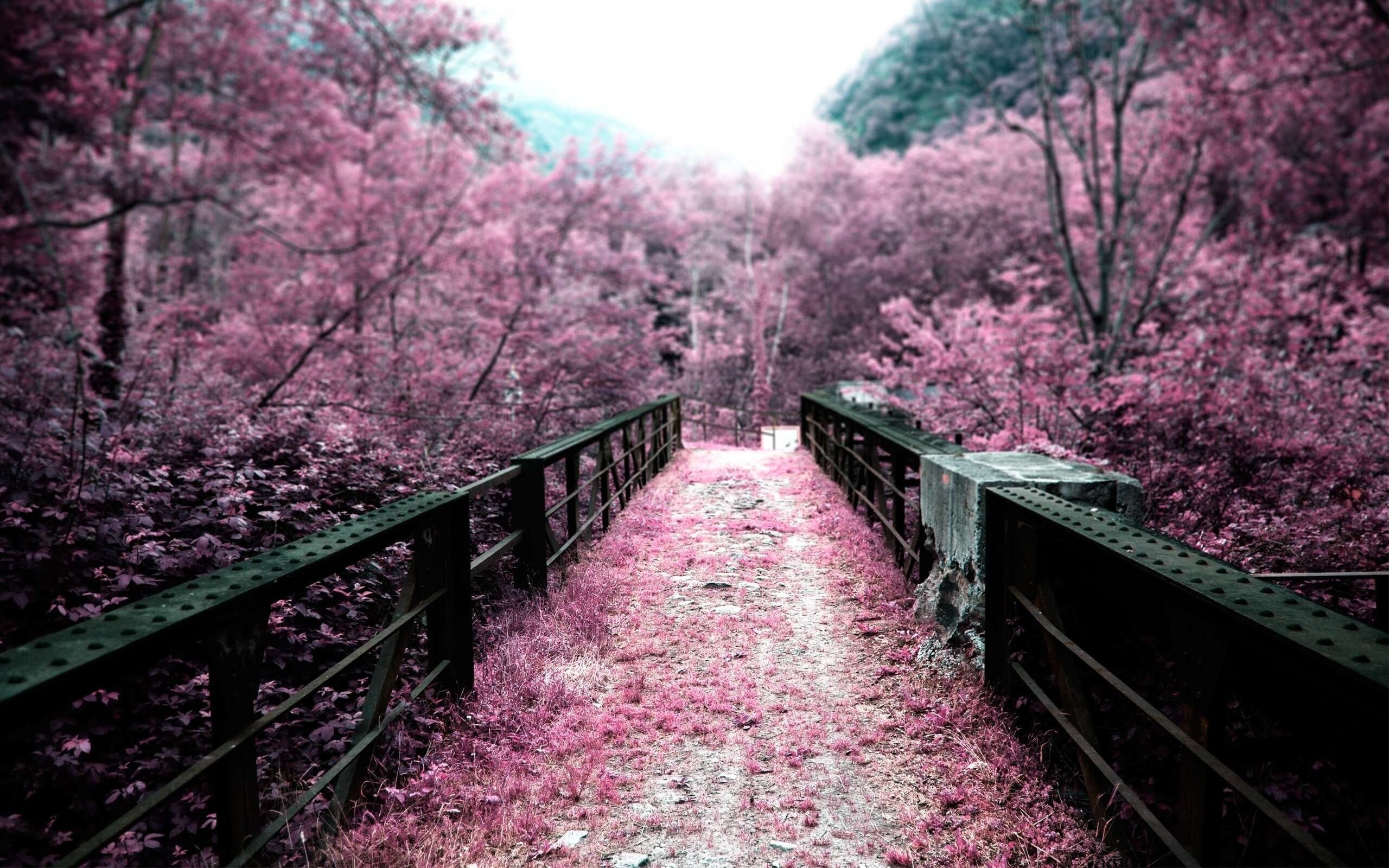 pink cherry blossom tree #pink #bridge #nature cherry blossom #path #landscape #infra. Cherry blossom wallpaper, Anime scenery wallpaper, Pink cherry blossom tree