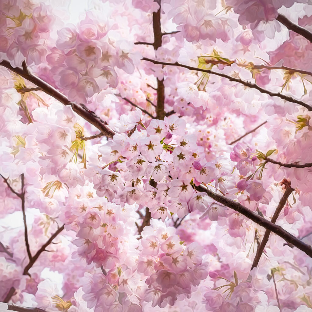The beauty of the Vancouver Cherry Blossom Festival lives on, online