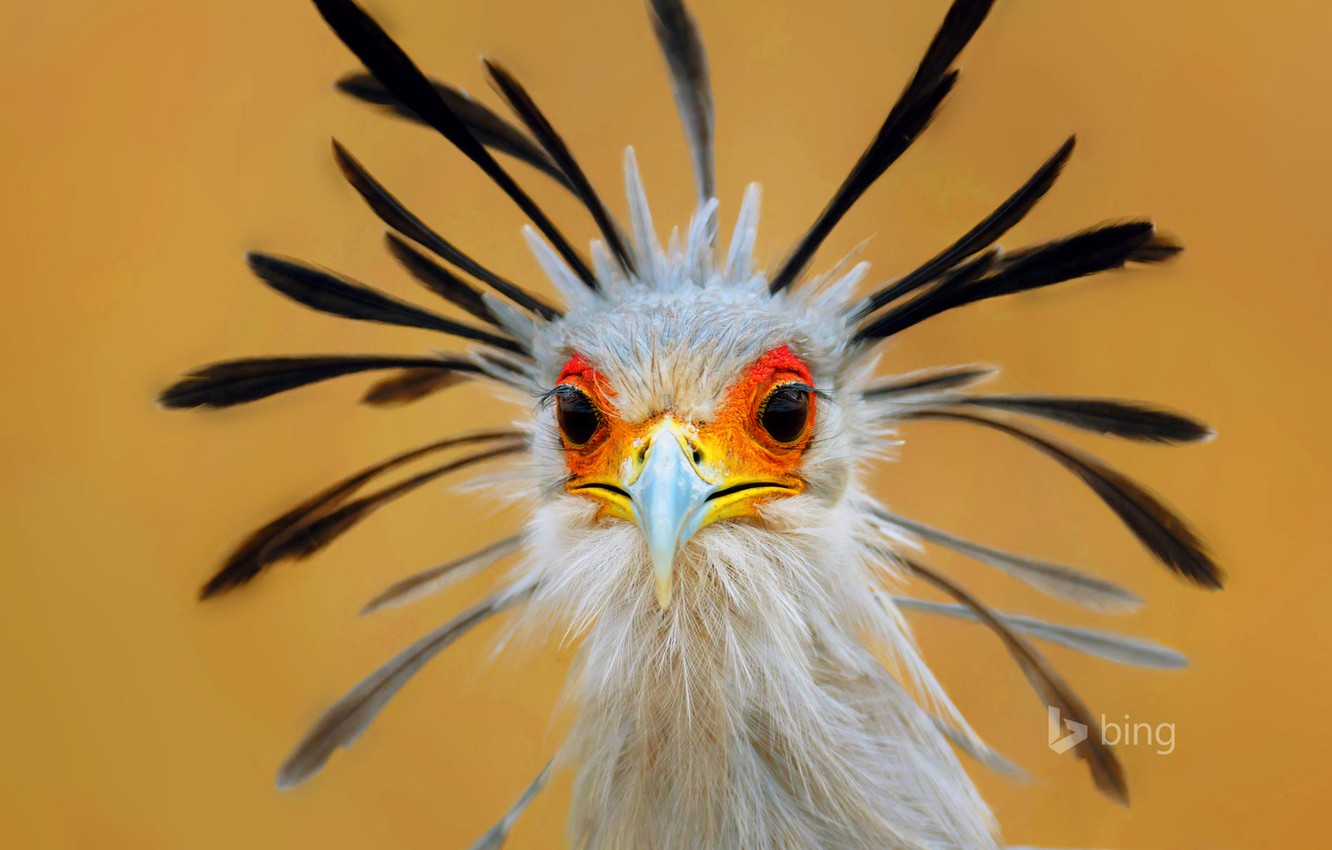 Wallpaper eyes, bird, feathers, beak, Secretary, South Africa image for desktop, section животные