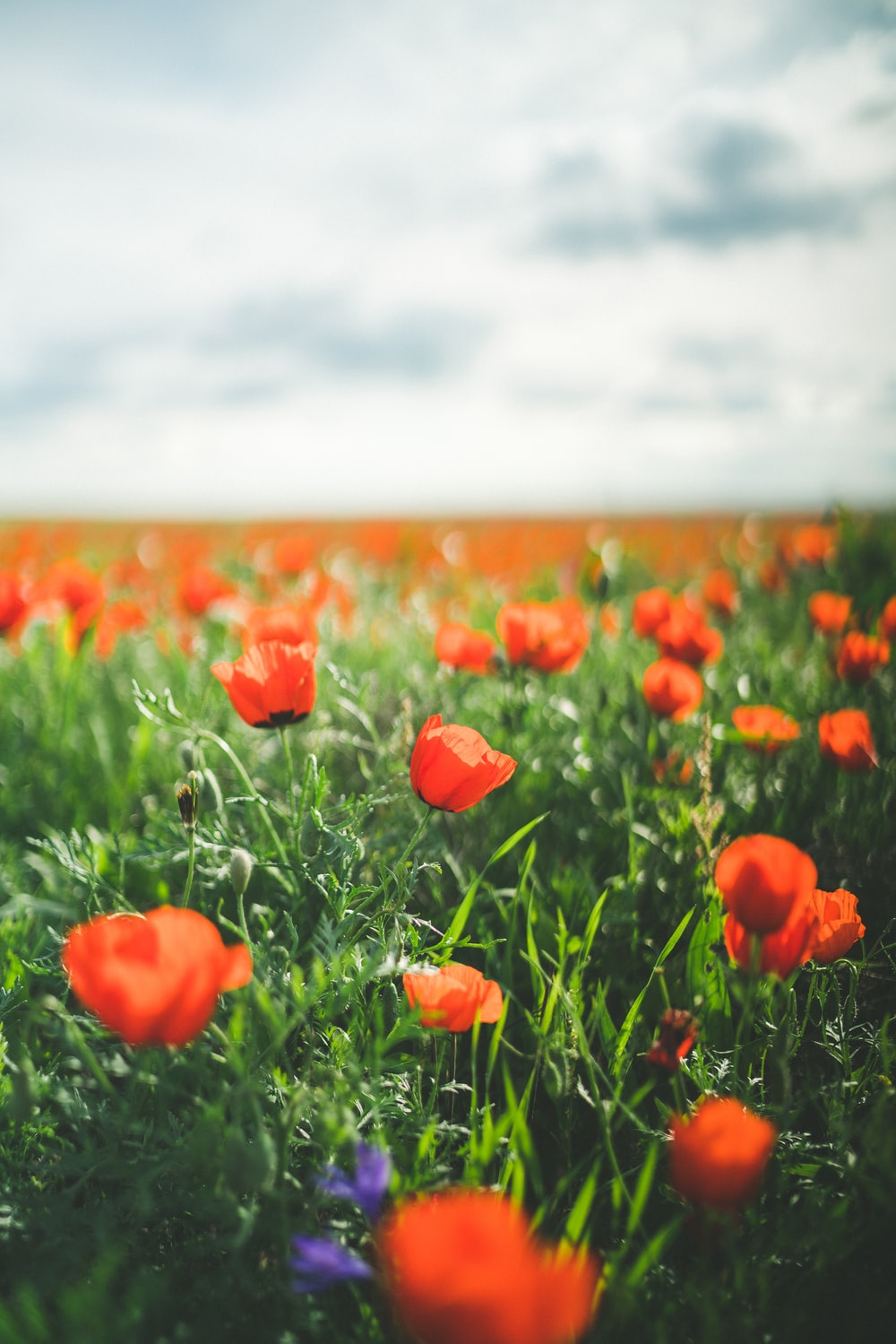 Field Of Roses Picture. Download Free Image