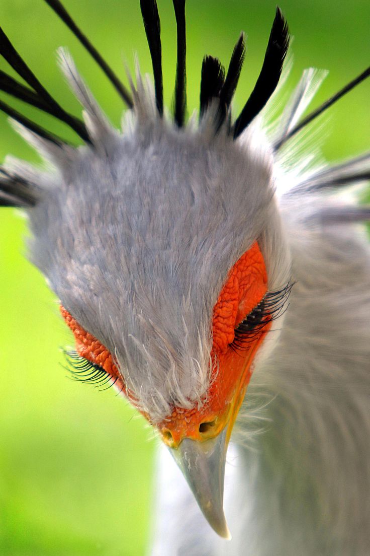 This secretary bird is absolutely fabulous!. Most beautiful birds, Beautiful birds, Animals beautiful