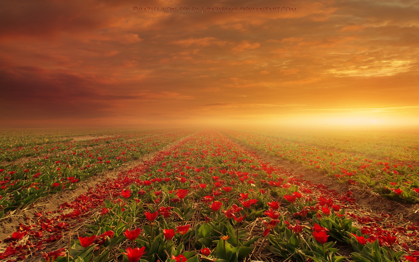 Free download Flower Fields Wallpaper HD Wallpaper [1440x900] for your Desktop, Mobile & Tablet. Explore Field of Roses Wallpaper. Free Rose Wallpaper for Computer, Wallpaper of Roses and Angels