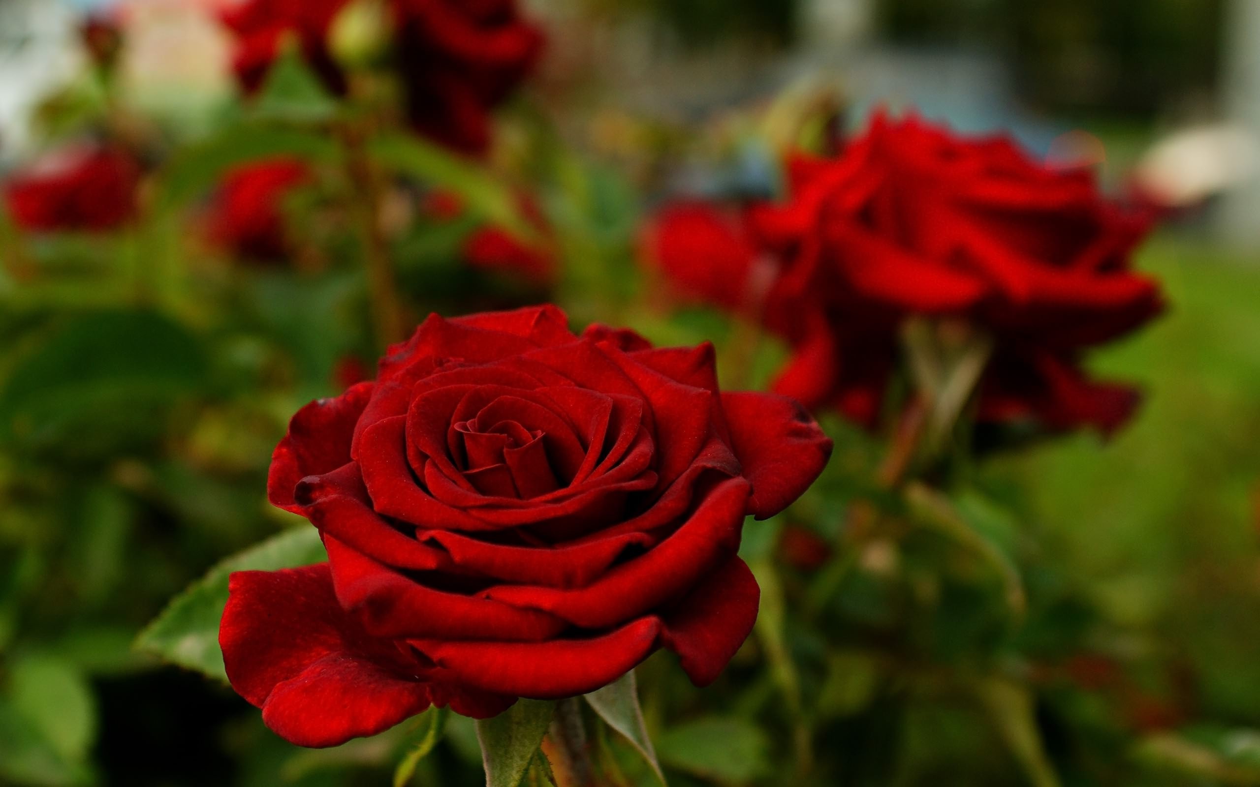 flowers, Rose, Depth Of Field, Nature, Red, Red Flowers Wallpaper HD / Desktop and Mobile Background
