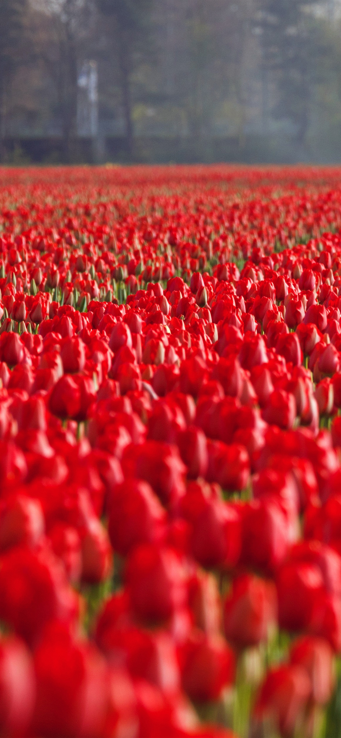 red rose flower spring happy