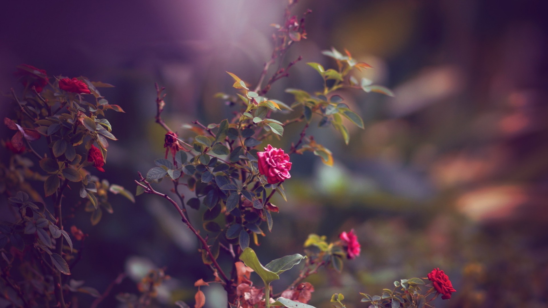 rose, Flowers, Depth Of Field, Nature Wallpaper HD / Desktop and Mobile Background