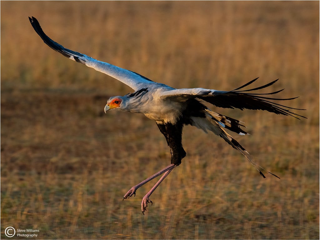 SECRETARY BIRD LANDING. Taken on the Masai Mara