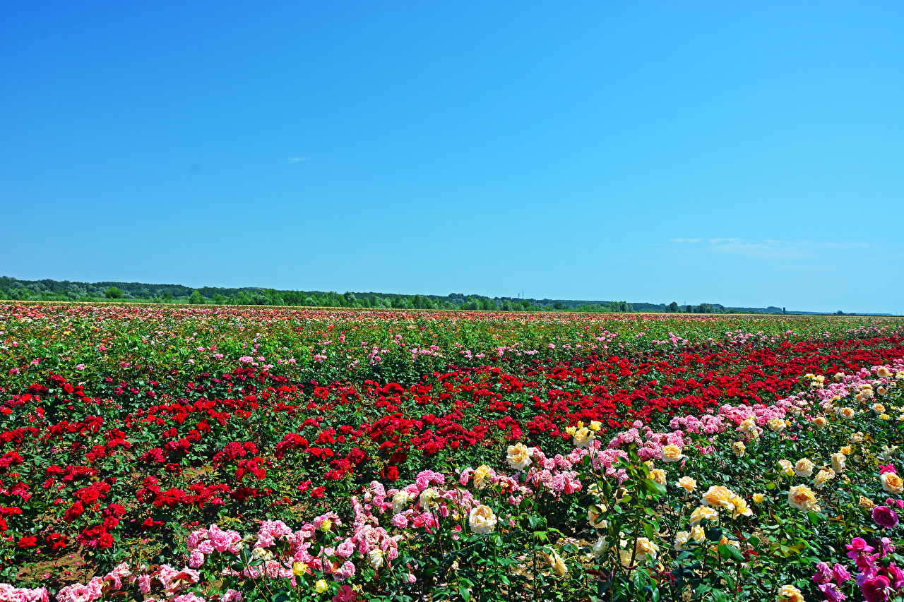 Image rose Nature Fields flower Many