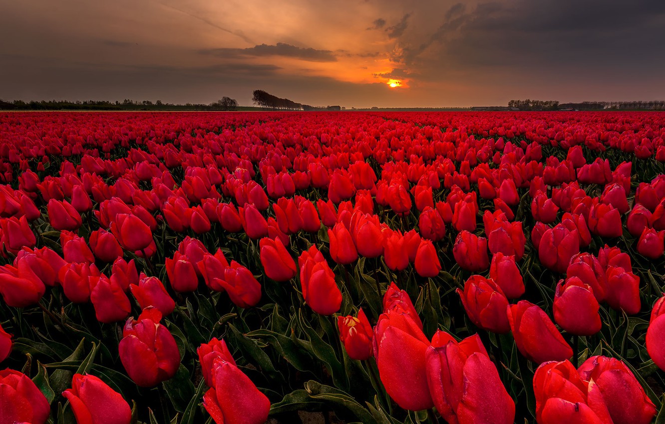 Wallpaper field, flowers, the evening, tulips image for desktop, section цветы