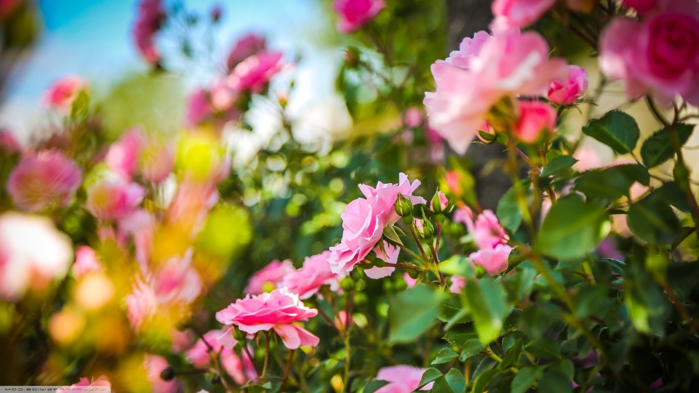 rose, Depth Of Field, Flowers, Pink Flowers Wallpaper HD / Desktop and Mobile Background