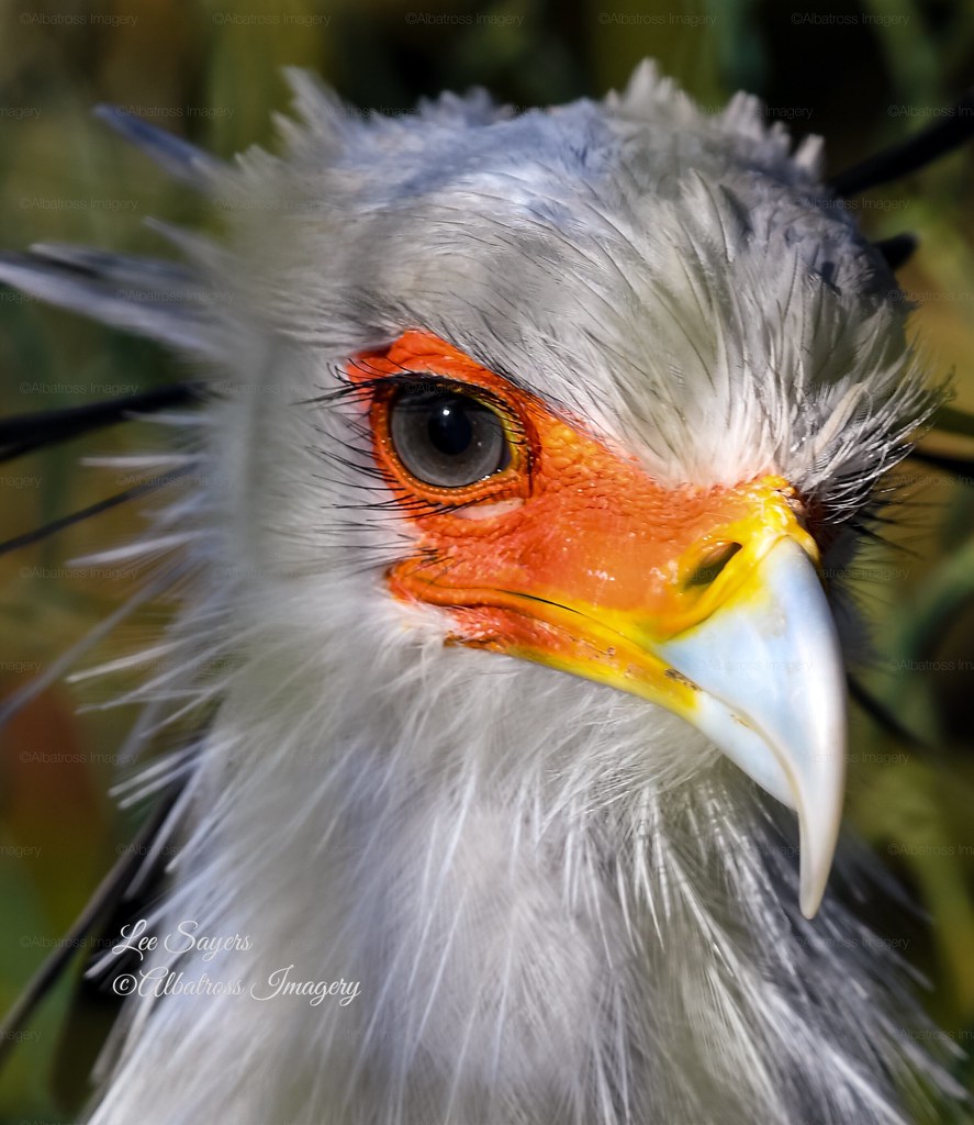 Hey gorgeous!. A beautiful Secretary Bird at The Hawk Conse