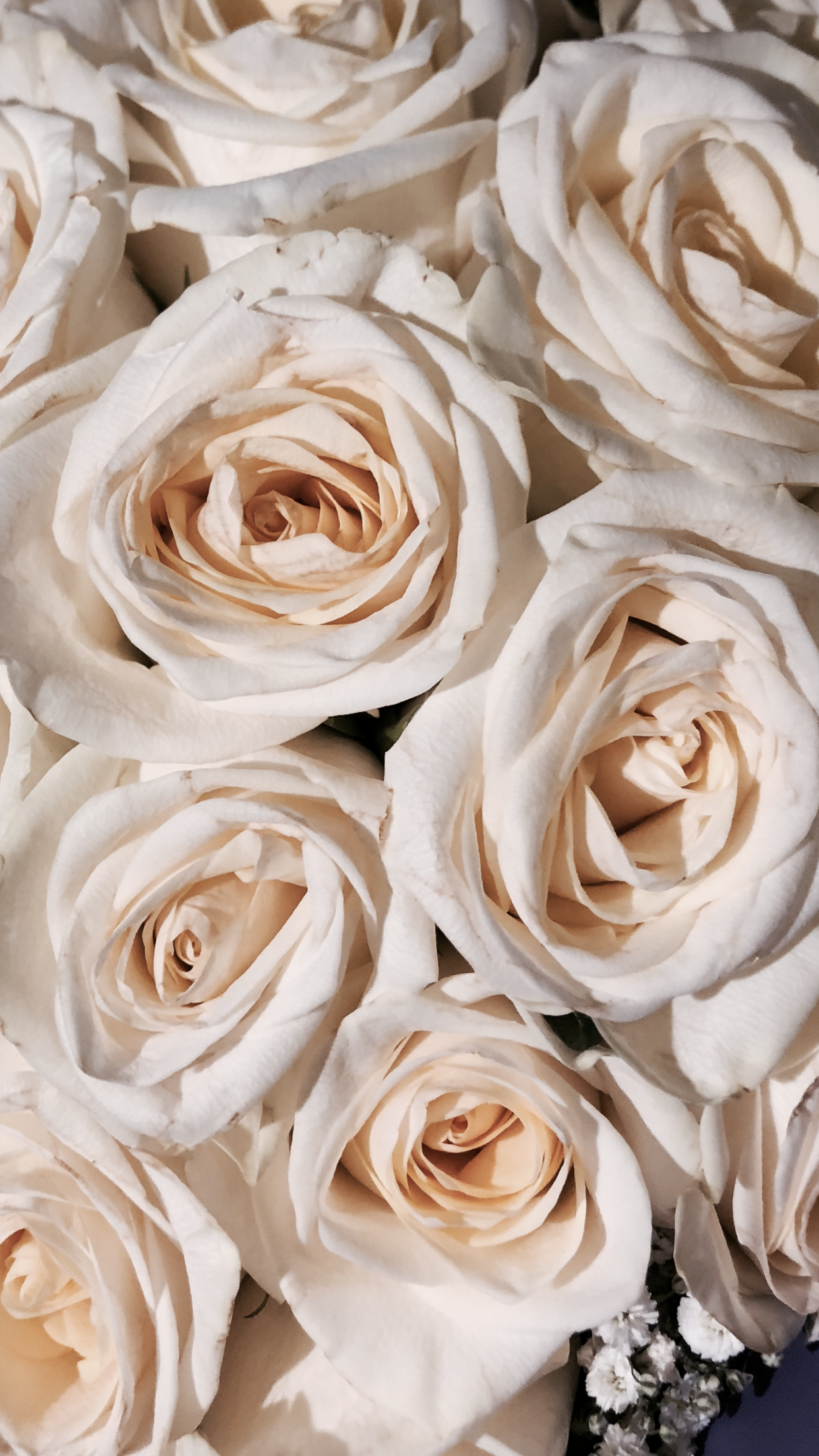 #ابداعي. Flower phone wallpaper, Flower wallpaper, Aesthetic iphone wallpaper