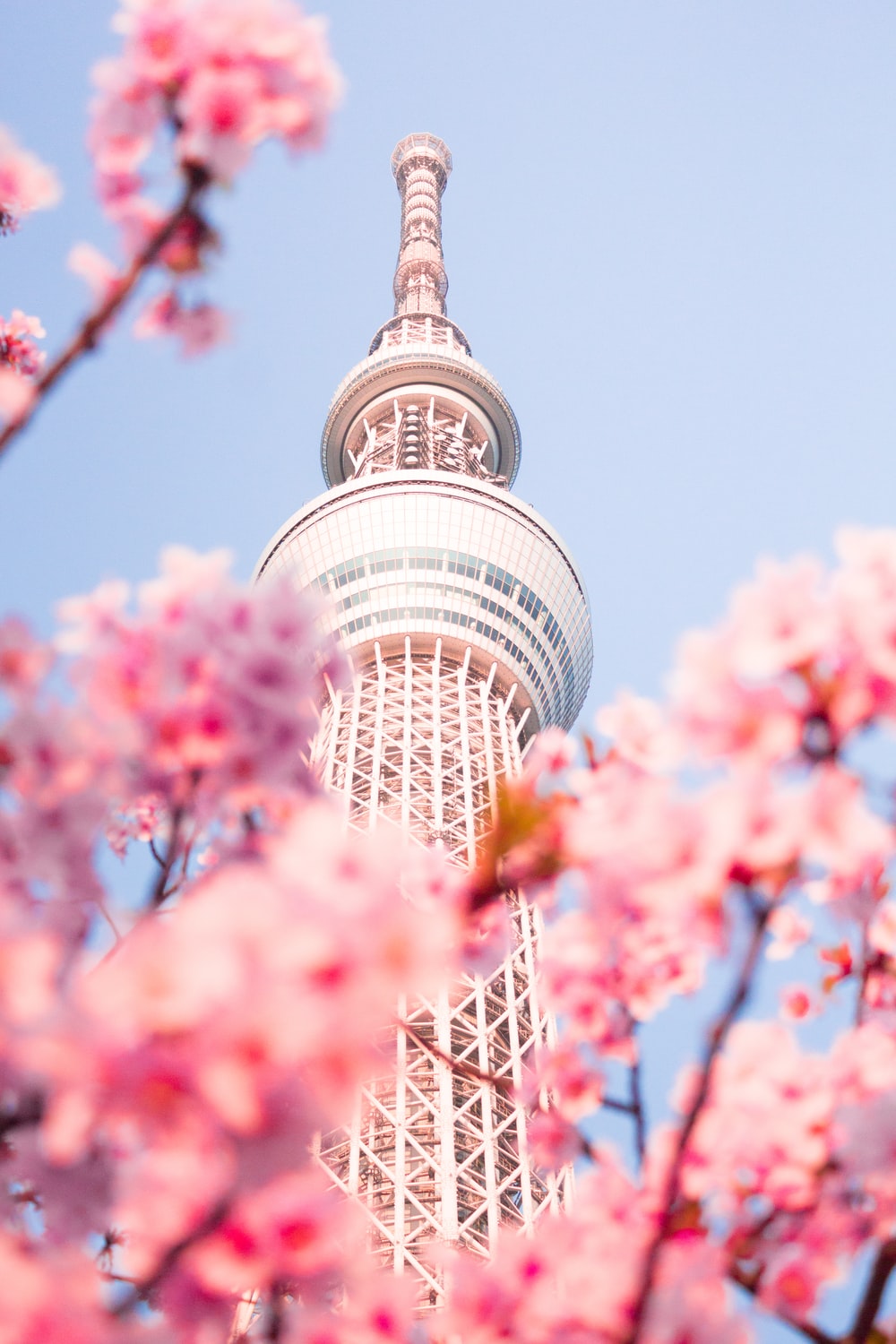 Japan Cherry Blossom Picture. Download Free Image