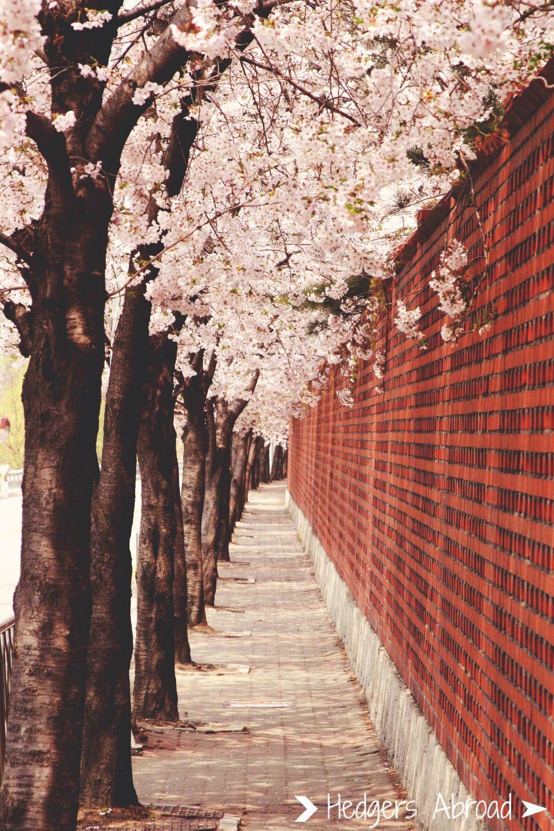 Korea Spring Wallpaper Free Korea Spring Background